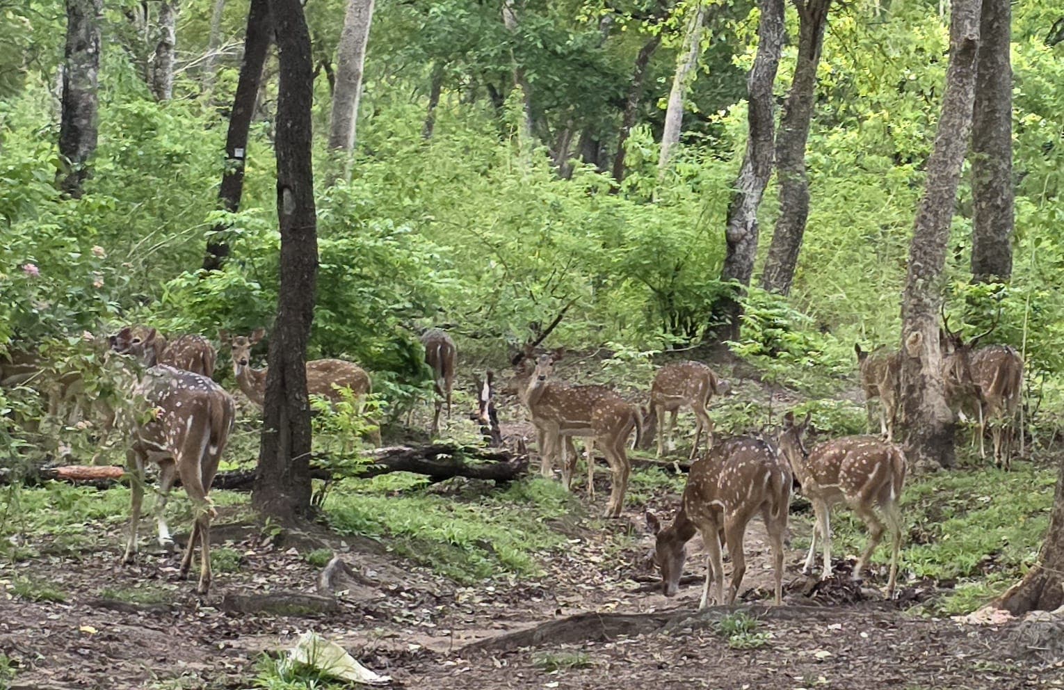 wild animals